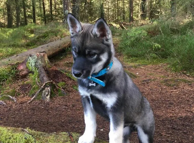 Apartamento Vent_du_nord Tramelan